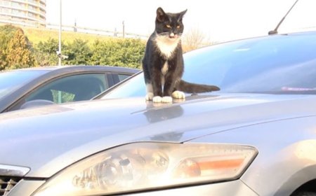 Soğuk havalarda araç motorlarındaki kedilere dikkat!