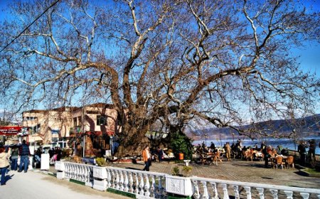 Bursa’nın Nilüfer İlçesindeki En İyi Psikologlar: Uzman İsim ve İletişim Bilgileri
