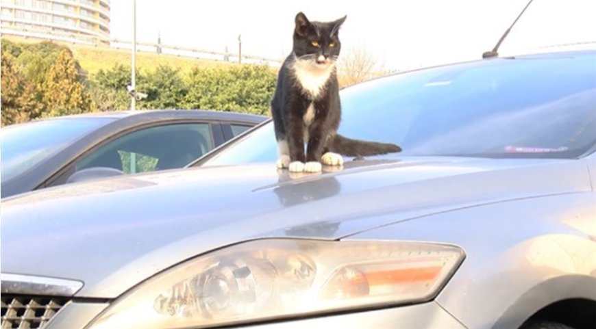 Soğuk havalarda araç motorlarındaki kedilere dikkat!
