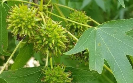SIĞLA AĞACI: KÖYCEĞİZ'İN DOĞAL MİRASI