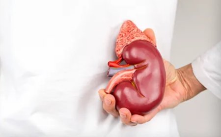Mastürbasyon ve Böbrek Sağlığı: Bilimsel Gerçekler ve Yanılgılar