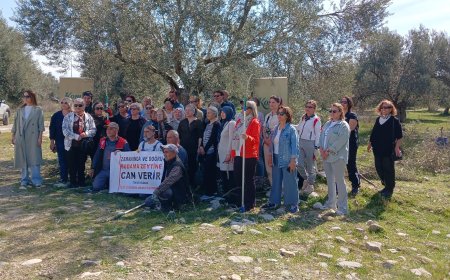 Türkiye Zeytin Üretiminde Seferberlik Başlatmalı
