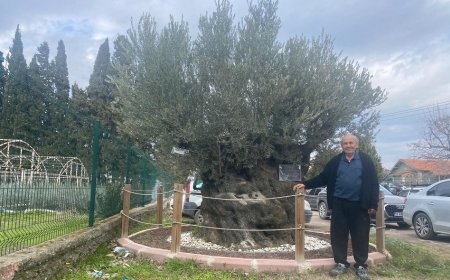 Zeytin yaprağının gizli gücü: Oleuropein ve Hidroksitirosol sağlık için umut vadediyor