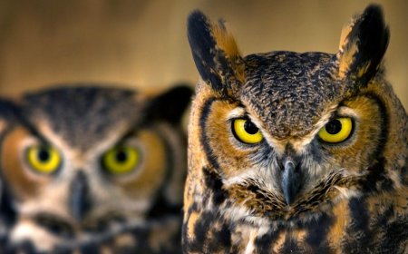 Rüyada Baykuş Görmek: Uğursuzluk, Hırsızlık, Uyarı ve Bilgeliğin Sembolü